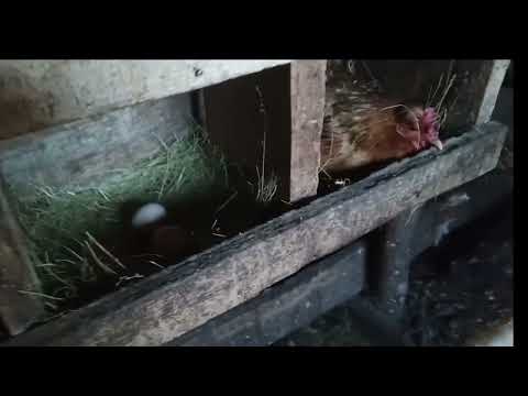Видео: Новости у кур и перепелок .
