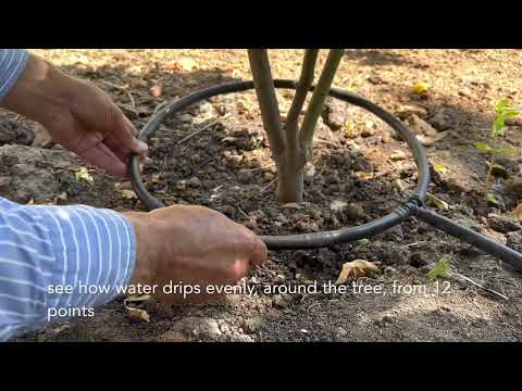 Видео: Best way for watering trees / Самый эффективный способ полива деревьев