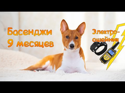 Видео: Басенджи в 9 месяцев или электроошейник для собаки | Basenji 9 months old