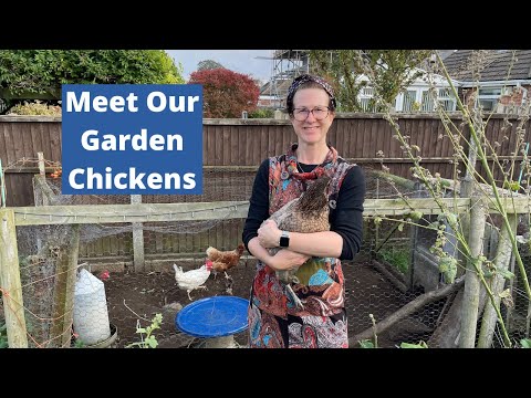 Видео: Наши куры на заднем дворе в Великобритании — Содержание кур на заднем дворе