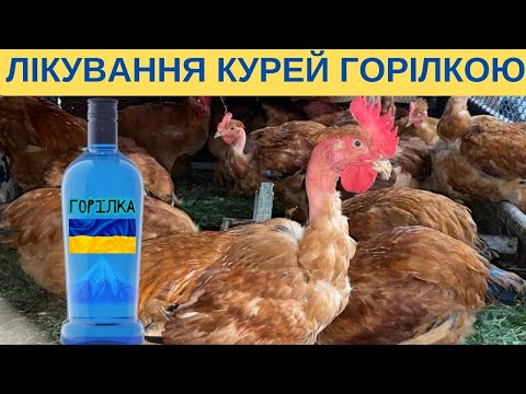 Видео: ЛІКУВАННЯ КУРЕЙ ГОРІЛКОЮ@kyruvgaragi