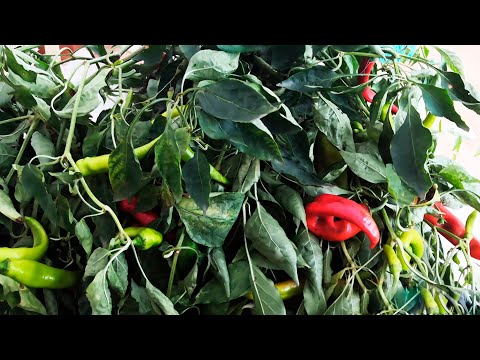 Видео: Два Вкуснейших Осетинских Соуса. К мясу, к овощам и просто с хлебом!