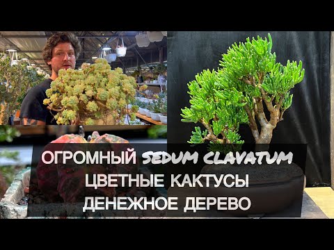 Видео: Б 2 ОГРОМНЫЙ СЕДУМ КЛАВАТУМ / КРАССУЛЫ В НОВЫХ ПЛОШКАХ / ЦВЕТНЫЕ КАКТУСЫ АСТРОФИТУМ ГИМНОКАЛИЦИУМ