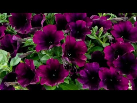Видео: Живці петуній, сурфіній, бальзаміна.... Торф'яні таблетки, підвісні кашпо все в наявності