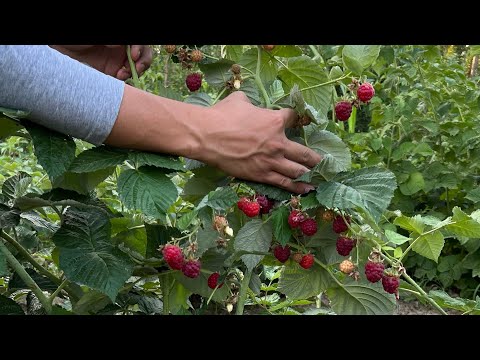 Видео: Полька сорту: кандай уход кылыш керек