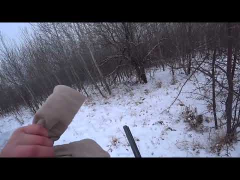 Видео: Охота на зайца и лису первый снег, сезон 2025-2026 №229