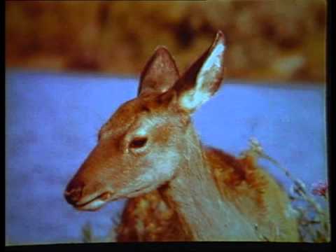 Видео: Тугайный олень