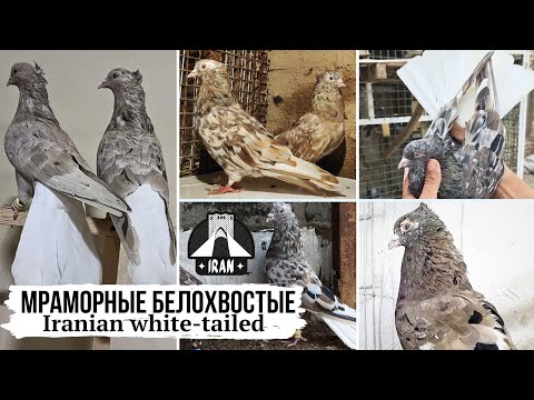 Видео: Эксклюзивные окрасы ⭐️ Иранские мраморные белохвостые голуби | Iranian white-tailed pigeons
