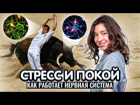 Видео: Запоминаем все о симпатической и парасимпатический нервной системе за 7 минут. Лайфхак.