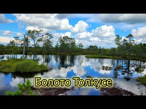 Видео: Туристическая тропа к болоту Толкусе!(Rannametsa,Estonia 21.07.2024.)🇪🇪