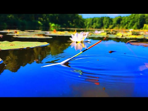 Видео: РЫБАЛКА на ПОПЛАВОК!!! Дикие КРУПНЫЕ КАРАСИ в кувшинках!!!