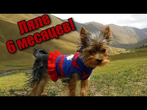 Видео: Продолжение истории о Ляле, щенке йоркширского терьера, родившегося с волчьей пастью.