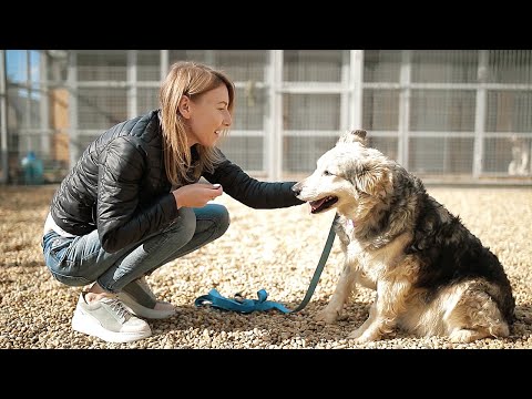Видео: Лучший пёс, 9 выпуск