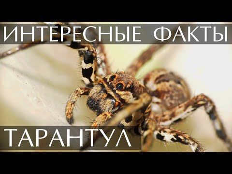 Видео: Тарантул интересные факты