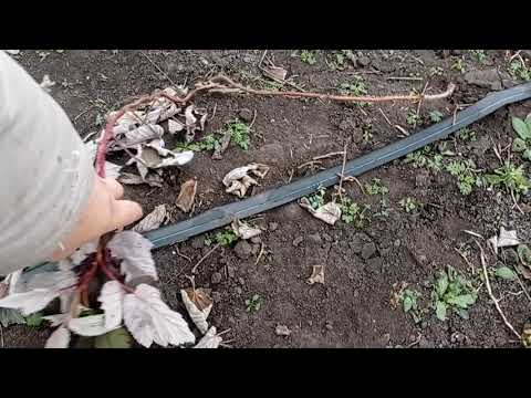Видео: Тоннели  для малины и ежевики на  0.25га!!!