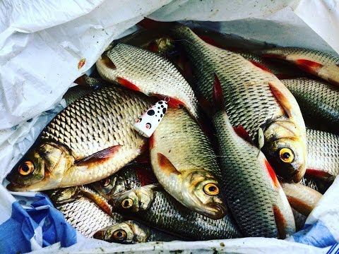 Видео: Хорошая Рыбалка . Краснопёрка на Попла Поппер