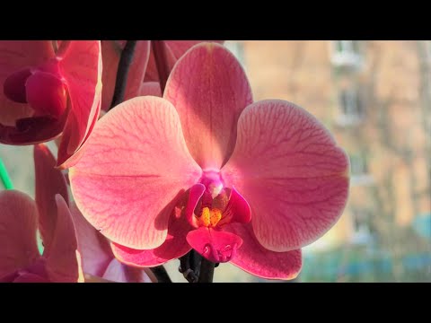 Видео: НАРБОННА Фаленопсис! ANTHURA NARBONNE Phal.  - рассказ о сорте и великолепное ЦВЕТЕНИЕ!!!