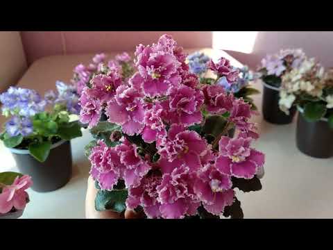 Видео: ФИАЛКИ, новые сорта мини и полумини