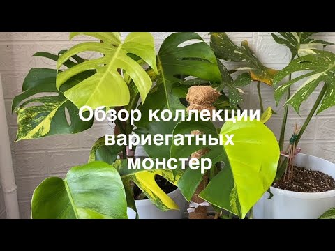 Видео: Обзор коллекции вариегатных монстер. Еллоу сплеш триколор, тайское созвездие, альба