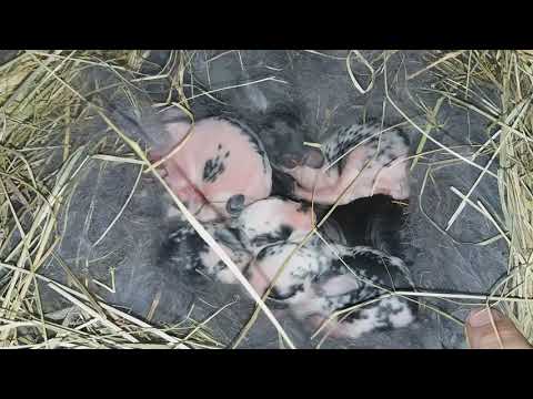Видео: МАЛЫШНЯ ПОДРОСЛА // ОСМОТР ГНЕЗДА У КРОЛЬЧИХ!!!