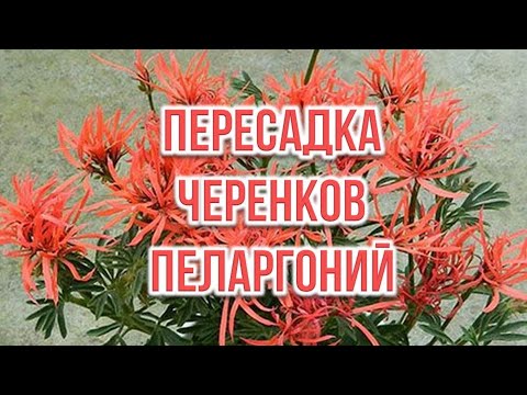 Видео: Пересадка черенков пеларгоний. Выпуск от 17.03.21