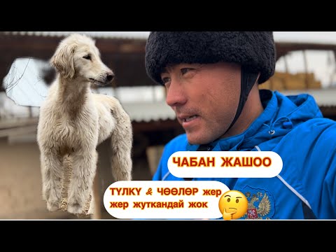 Видео: Айылда жашоо ЗОР негизи👈🏻