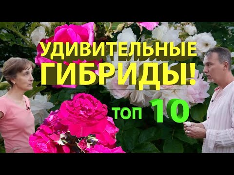 Видео: Розы с яблочным ароматом, бесшипные, самоочищающиеся, ультраморозостойкие ругозы.