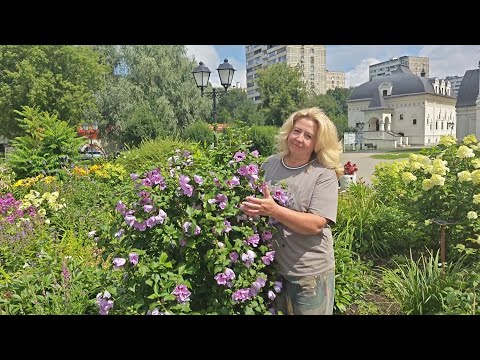 Видео: Гибискус сирийский для Подмосковья