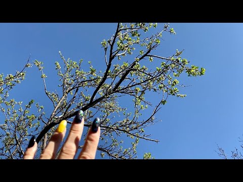 Видео: АСМР |Дача |Голос |Утро |Камера |Постукивания |Царапанье |ASMR |Summer cottage |Camera |Tapping