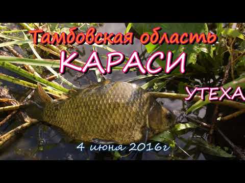 Видео: КАРАСИ. Утеха