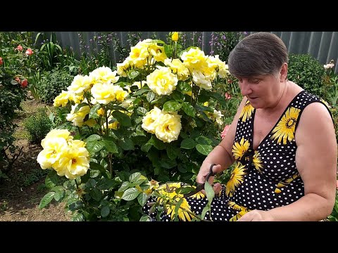 Видео: Живцювання і посадка троянд під банки. Троянди із смітника