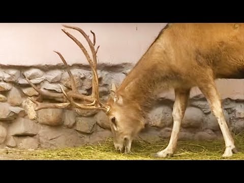 Видео: Детям о животных - Зоопарк - От слона до муравья (Выпуск 13)