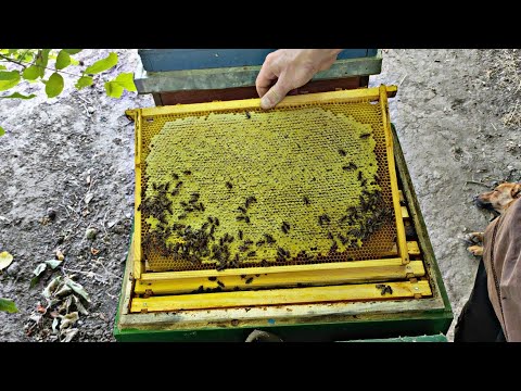 Видео: Я ПЛОХОЙ ПЧЕЛОВОД !!!