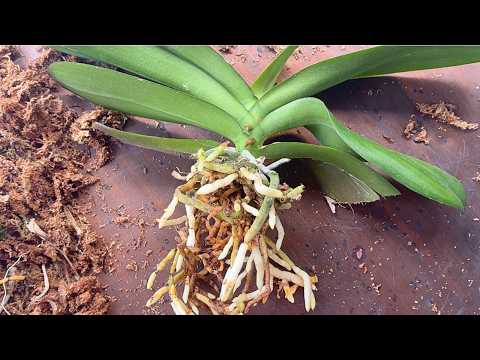 Видео: Пересадка орхидеи от начала до конца