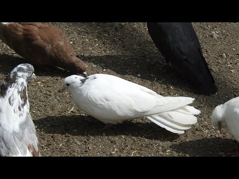 Видео: Голубёнок без ветра, г.Богучар.