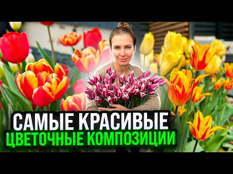 Видео: ОБЗОР ЛУЧШИХ ТЮЛЬПАНОВ + ПОДБОРКА КРАСИВЫХ ЦВЕТОВЫХ СОЧЕТАНИЙ В КОМПОЗИЦИЯХ