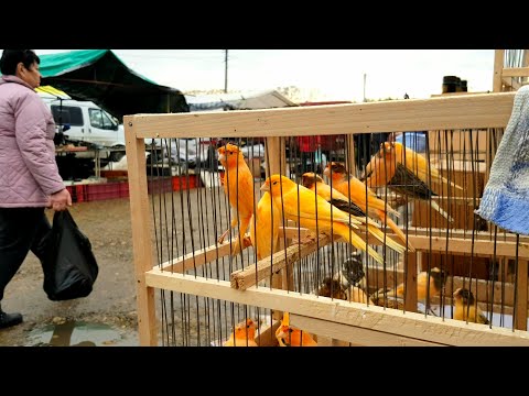 Видео: Ярмарка Кропоткин 26.11.2023.