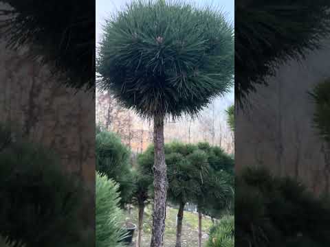 Видео: 1 листопада 2025 р.