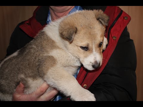Видео: Щенок Бусь. 7 месяцев жизни за 10 минут видео