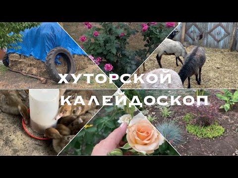 Видео: Сельская жизнь/День на хуторе/Обо всем понемногу/10.07.24/