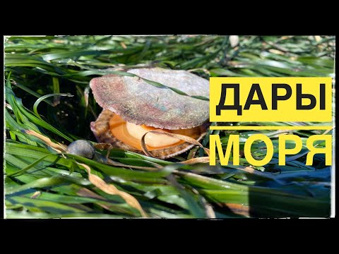 Видео: Дары моря,простой салат из гребешка. о.Сахалин