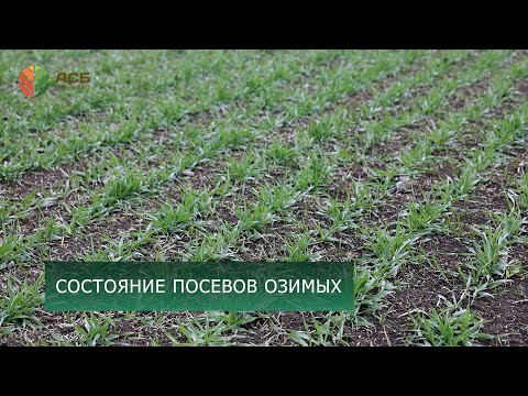 Видео: Состояние посевов озимых/Корпоративные выезды/Посевы пшеницы/Виды на урожай/Конкурс "Молодая лоза"