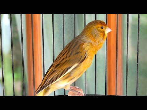 Видео: Бельгийское пение канарейки заставляет вашу канарейку петь - лучший тренинг