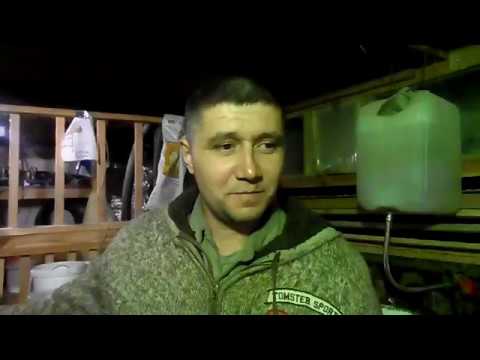 Видео: Результат подстилки с бактериями в курятнике, прошёл месяц.