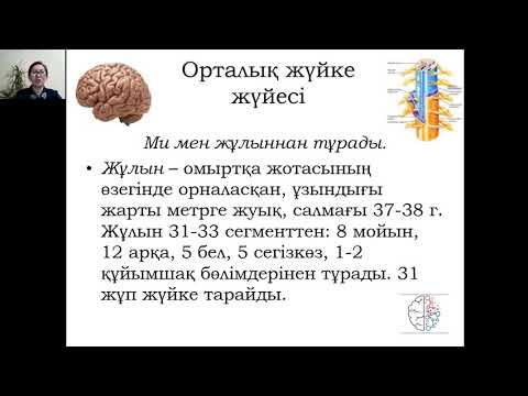 Видео: Жүйке жүйесінің құрылысы, қызметі мен дамуы