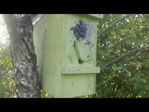 Видео: Первый осмотр пчелиных ловушек и первые результаты  2025