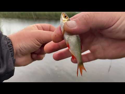 Видео: Красноперка на мормышку