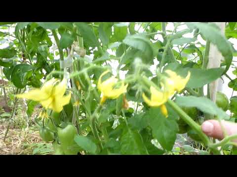 Видео: Сорта новинки томатов 2025 года