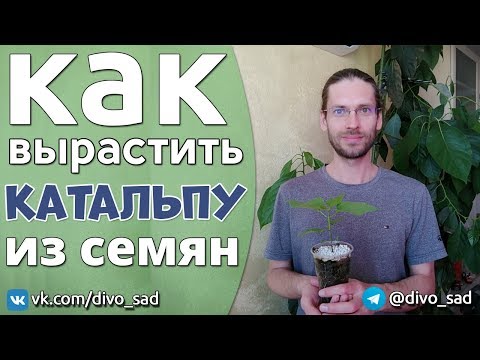 Видео: Как вырастить Катальпу из семян