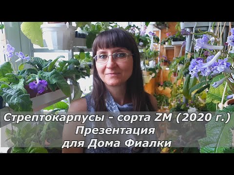 Видео: Обзор Новинок 2020 г.  Стрептокарпусы сорта ZM.